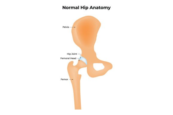 Download Normal Hip Anatomy Science Design - Hip Collection